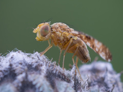 Oxyna flavipennis