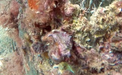 Pterochelus triformis