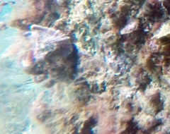 Pterochelus triformis
