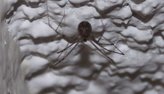 Psilochorus pullulus