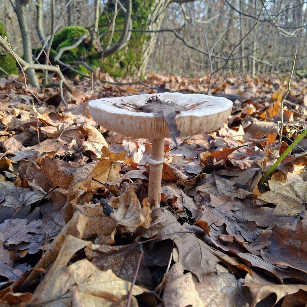 Macrolepiota mastoidea · November 2025 · photo: © veronika_martynova (iNaturalist, cc-by)