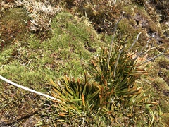 Aciphylla cartilaginea