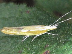 Ypsolopha blandella