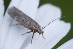 Gelechia basipunctella
