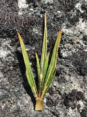 Aciphylla cartilaginea