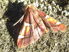 Pyralis cardinalis