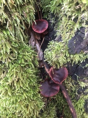 Tubaria punicea