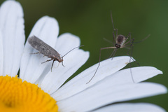 Gelechia basipunctella