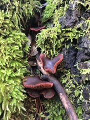 Tubaria punicea