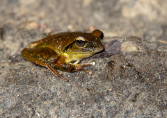 Ranoidea lesueuri