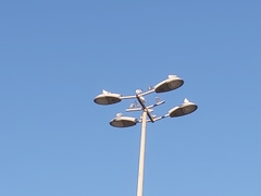 Chroicocephalus ridibundus