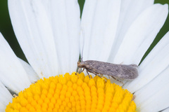 Gelechia basipunctella