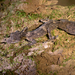 Moritz's Leaf-tailed Gecko - Photo (c) Simon Gorta, some rights reserved (CC BY-NC), uploaded by Simon Gorta