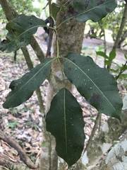 Parmentiera aculeata