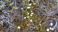 Euphrasia wettsteiniana