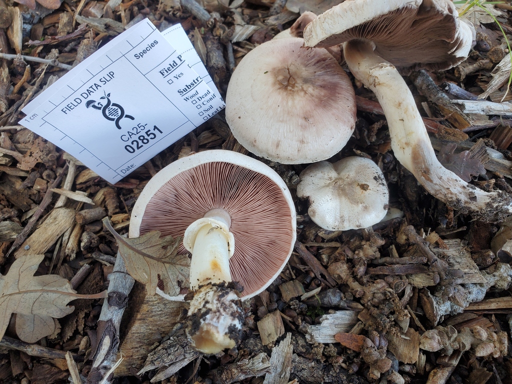 Agaricus californicus · November 2025 · photo: © arlenedevitt (iNaturalist, cc-by)