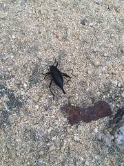 Eleodes eschscholtzii