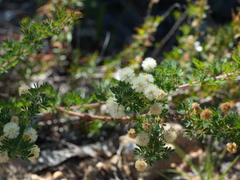 Acacia mitchellii