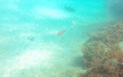 Dinolestes lewini