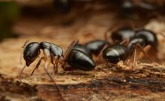 Camponotus bertolonii