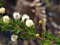 Acacia mitchellii