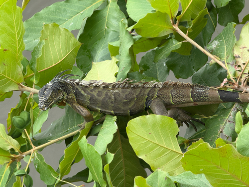 Green Iguana