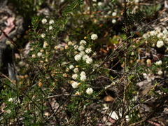 Acacia mitchellii