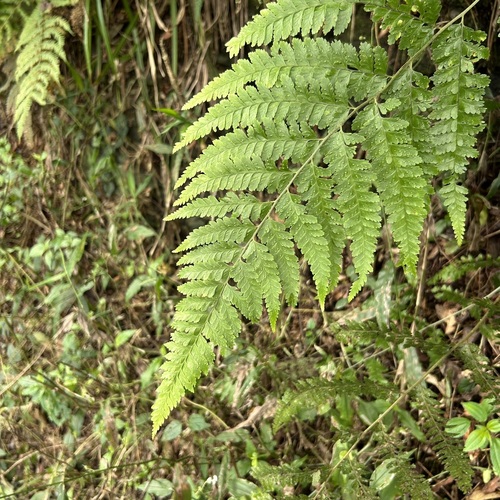 Microlepia sinostrigosa iNat (3)