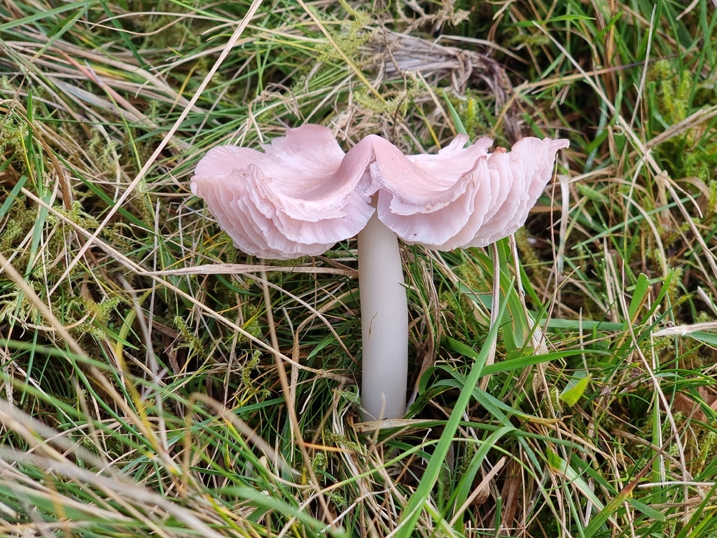Porpolomopsis calyptriformis