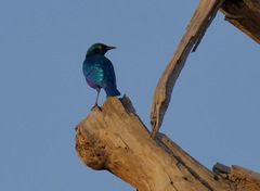 Lamprotornis chalybaeus