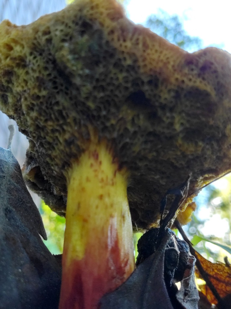 Xerocomellus dryophilus · November 2025 · photo: © arlenedevitt (iNaturalist, cc-by)