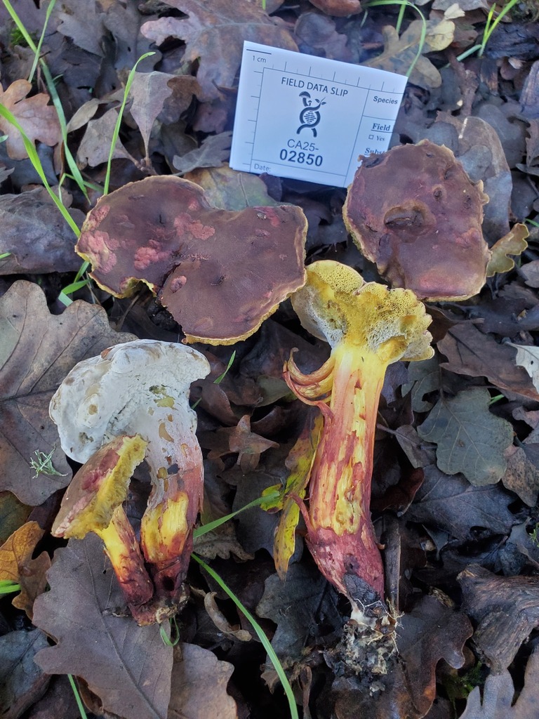 Xerocomellus dryophilus · November 2025 · photo: © arlenedevitt (iNaturalist, cc-by)
