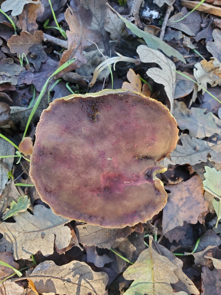 Xerocomus subtomentosus · November 2025 · photo: © arlenedevitt (iNaturalist, cc-by)