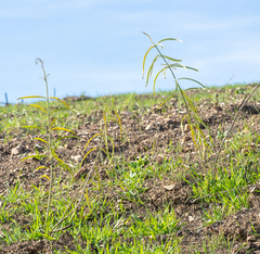 Asclepias fascicularis