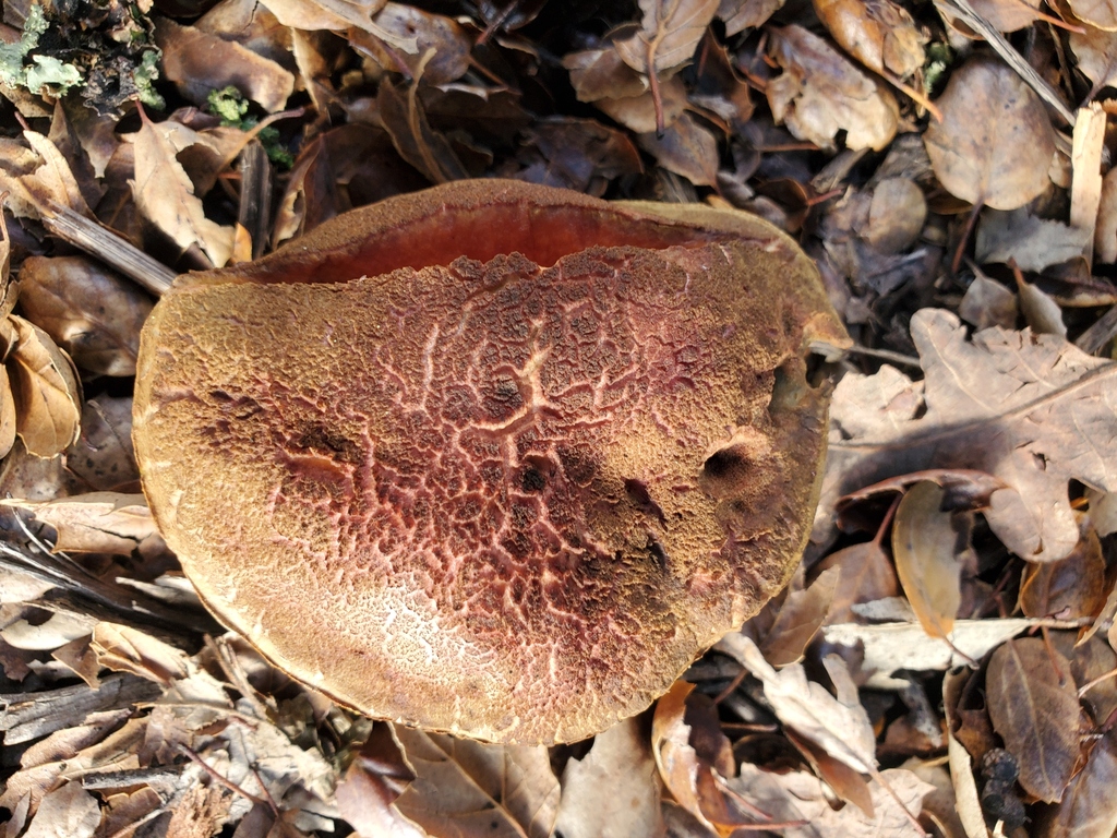 Xerocomellus dryophilus · November 2025 · photo: © arlenedevitt (iNaturalist, cc-by)