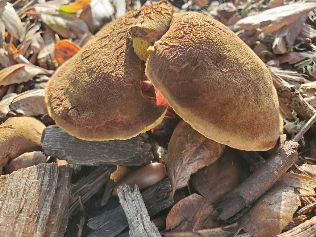 Xerocomellus dryophilus · November 2025 · photo: © arlenedevitt (iNaturalist, cc-by)