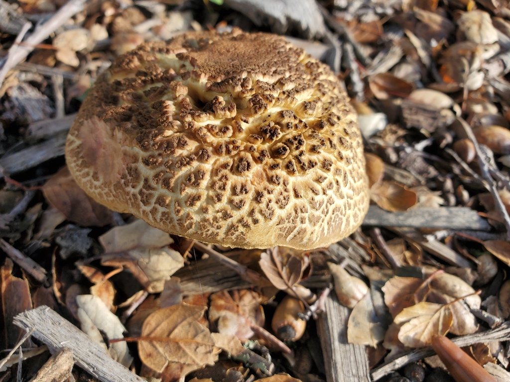 Xerocomellus dryophilus · November 2025 · photo: © arlenedevitt (iNaturalist, cc-by)