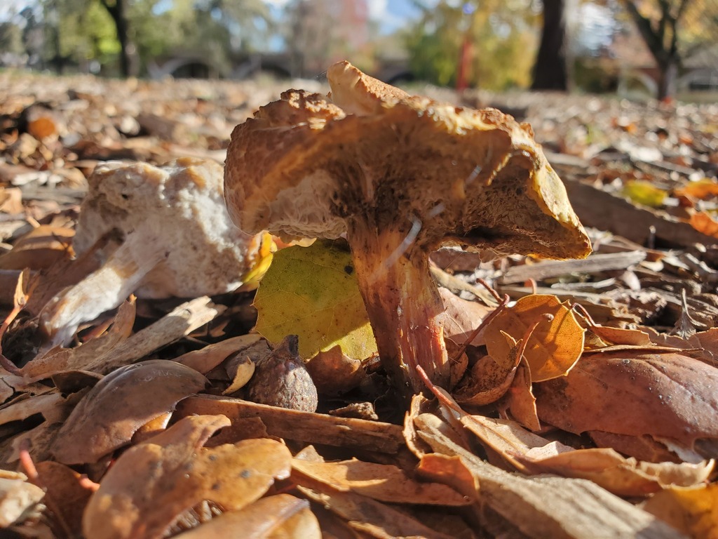 Xerocomellus dryophilus · November 2025 · photo: © arlenedevitt (iNaturalist, cc-by)