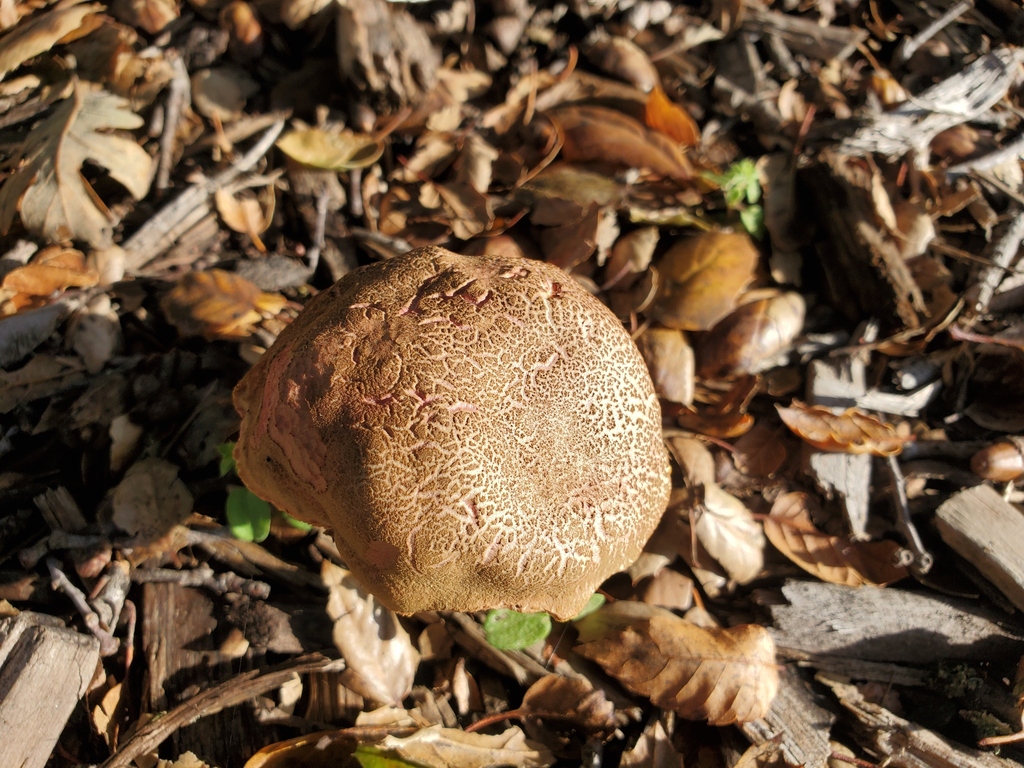 Xerocomellus dryophilus · November 2025 · photo: © arlenedevitt (iNaturalist, cc-by)