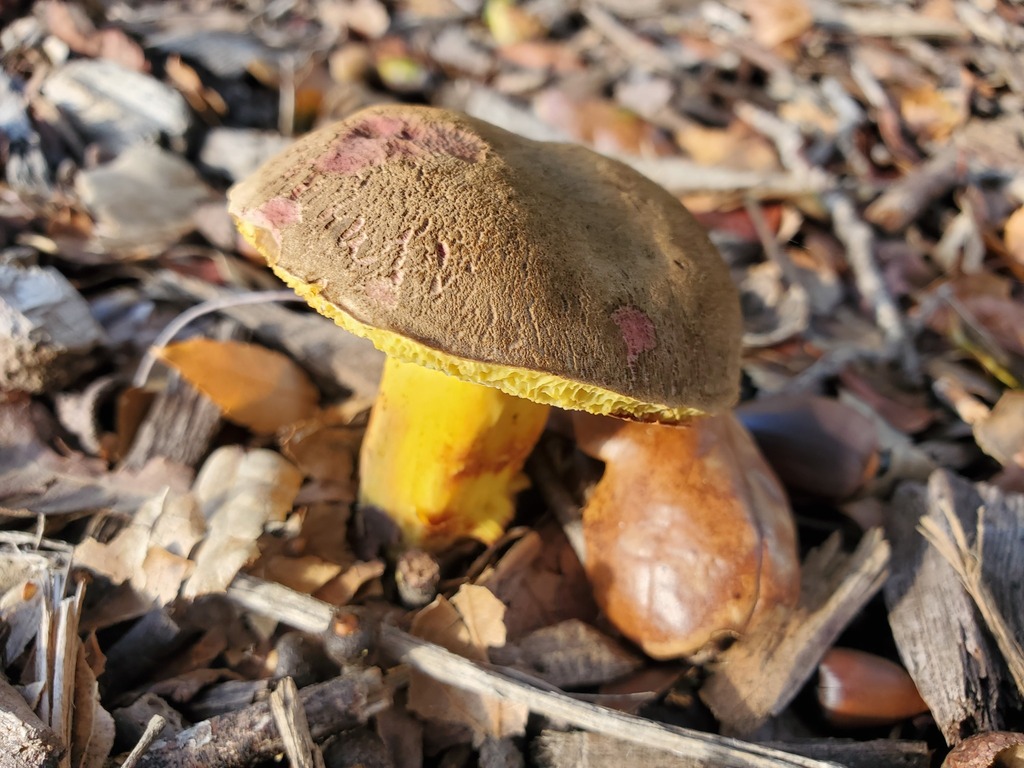 Xerocomellus dryophilus · November 2025 · photo: © arlenedevitt (iNaturalist, cc-by)
