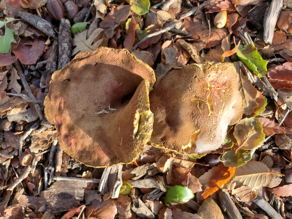 Xerocomellus dryophilus · November 2025 · photo: © arlenedevitt (iNaturalist, cc-by)