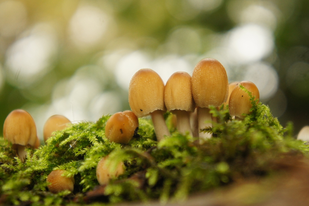 Micacei · November 2025 · photo: © alexswift (iNaturalist, cc-by)