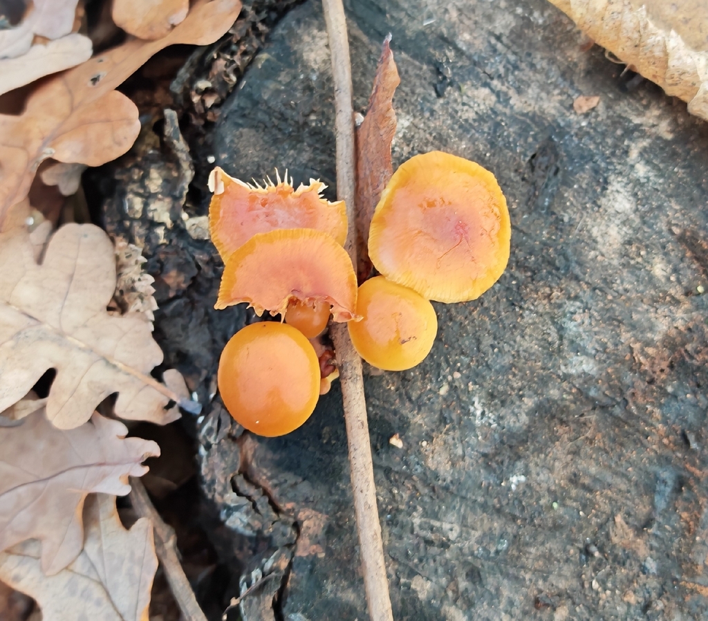 Flammulina · November 2025 · photo: © p_andrey (iNaturalist, cc-by-nc)
