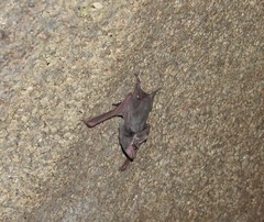 Taphozous melanopogon