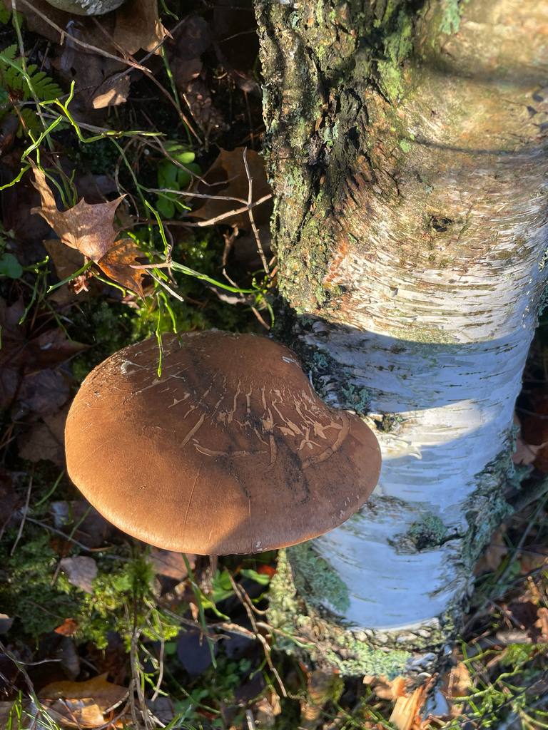 Fomitopsis betulina · November 2025 · photo: © edonardo (iNaturalist, cc-by)