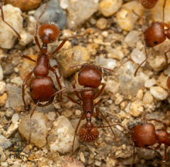 Pogonomyrmex