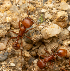Pogonomyrmex