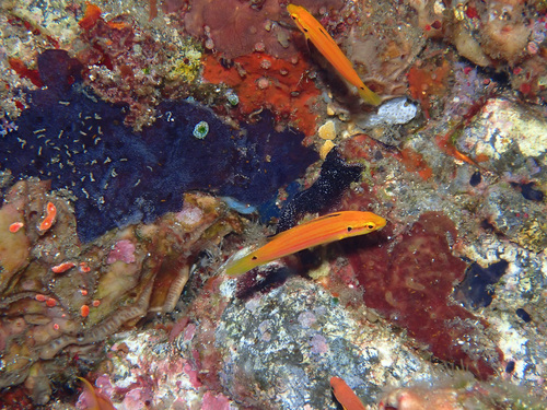 Bodianus bimaculatus observed 2025-09-10
