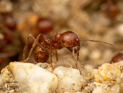 Pogonomyrmex