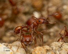 Pogonomyrmex